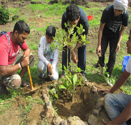 plestizon tree gift
